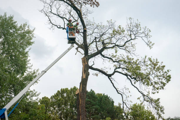 Best Lawn Grading and Leveling  in Oak Island, NC