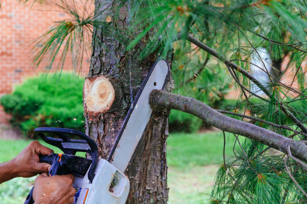 Tree and Shrub Care in Oak Island, NC